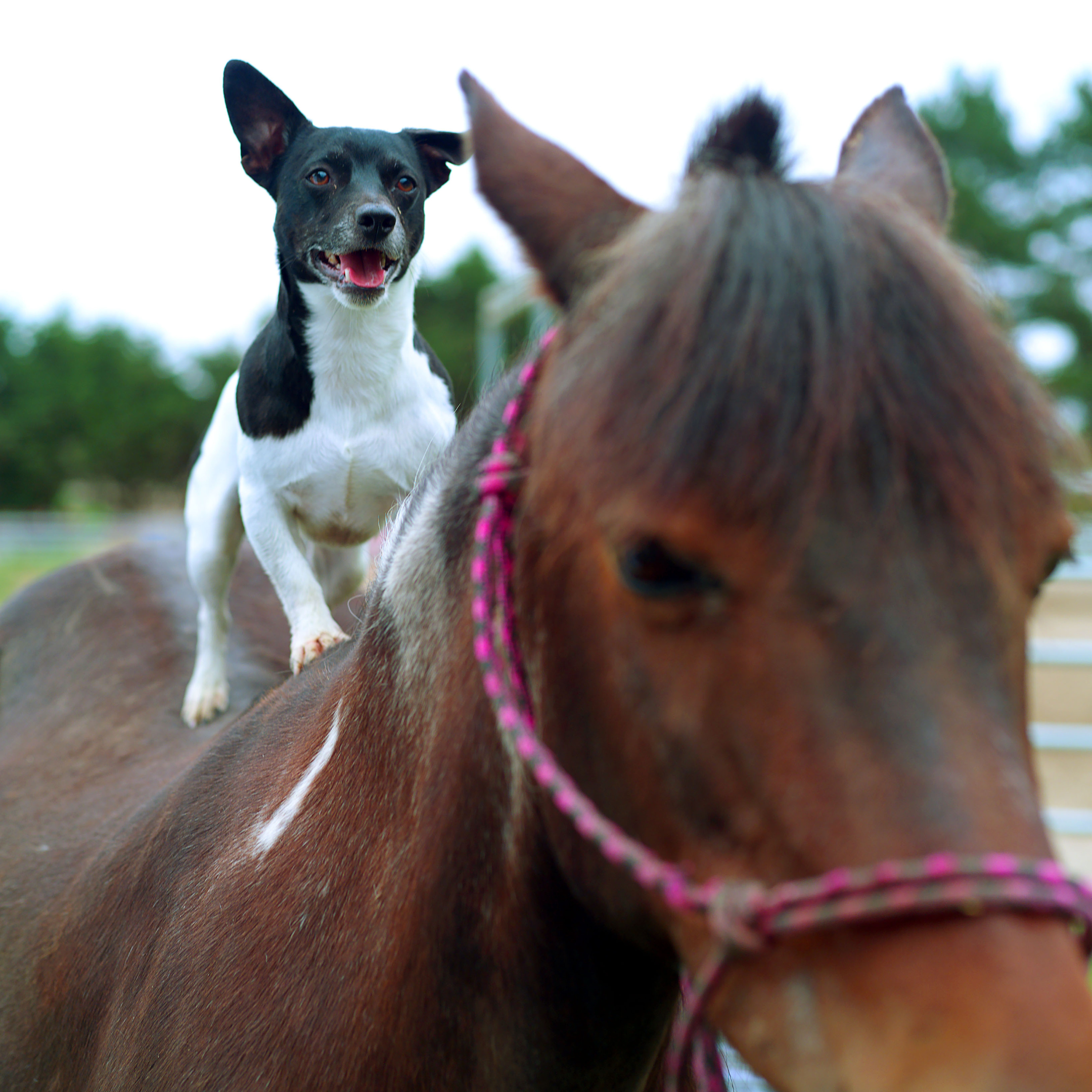Online cursus pendelen voor paarden, honden & andere dieren