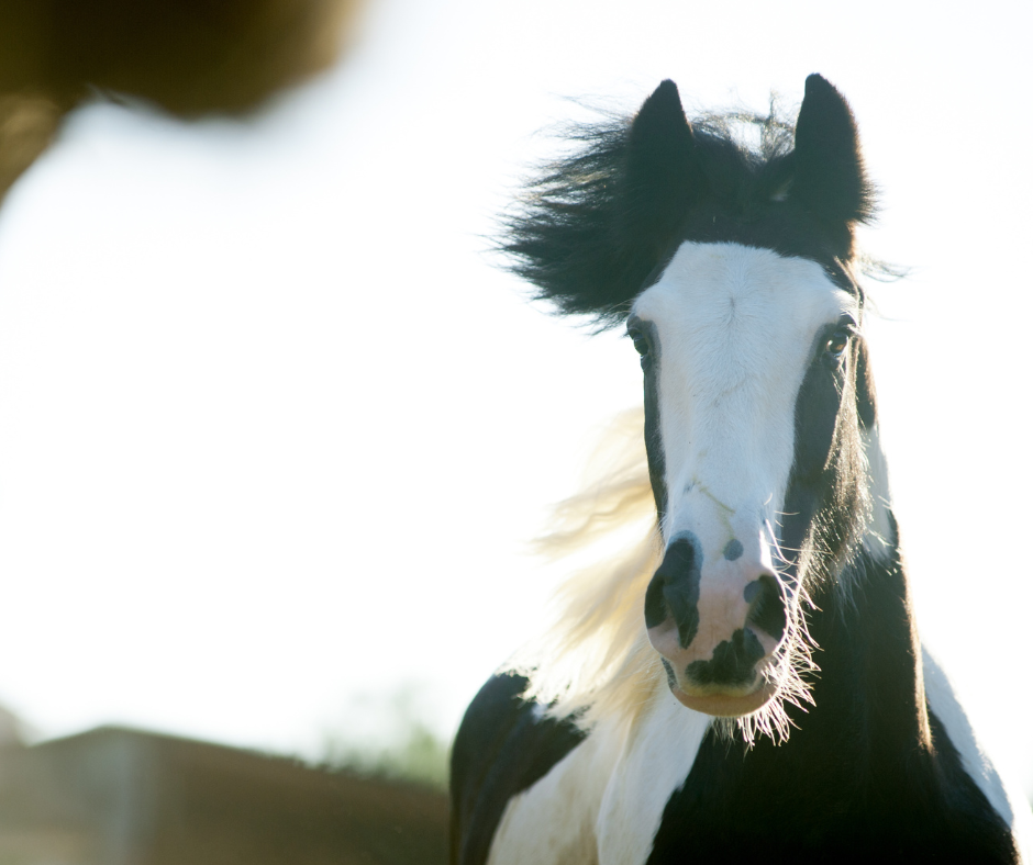 Voeding Vluchtig als ♡ Online cursus – De pendel inzetten voor paarden – Silvermoon & Silvermoon  Horses